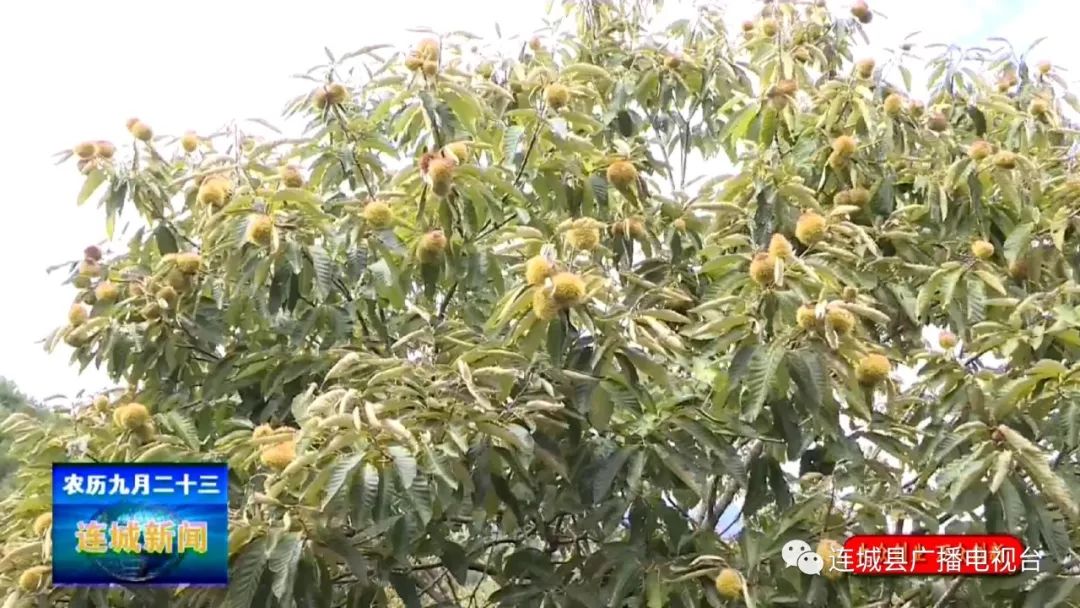 连城助农,连城山里芭蕉芋成村民致富新产业