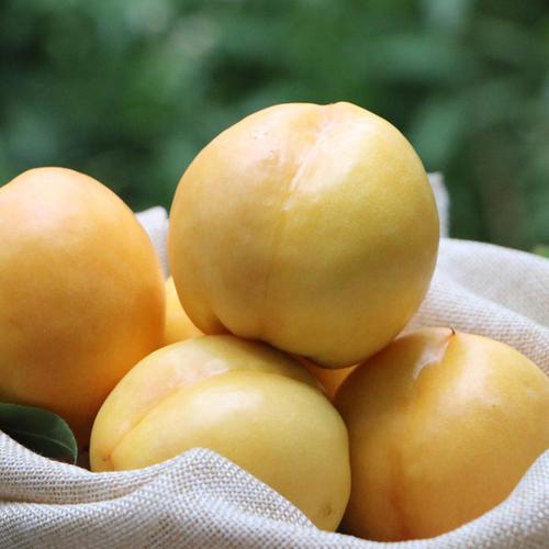 端午节最好的三种水果,端午节来了好吃的水果都上市了