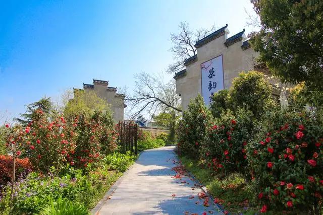 疫情过后一起来踏青吧,疫情过后一起去山花浪漫处