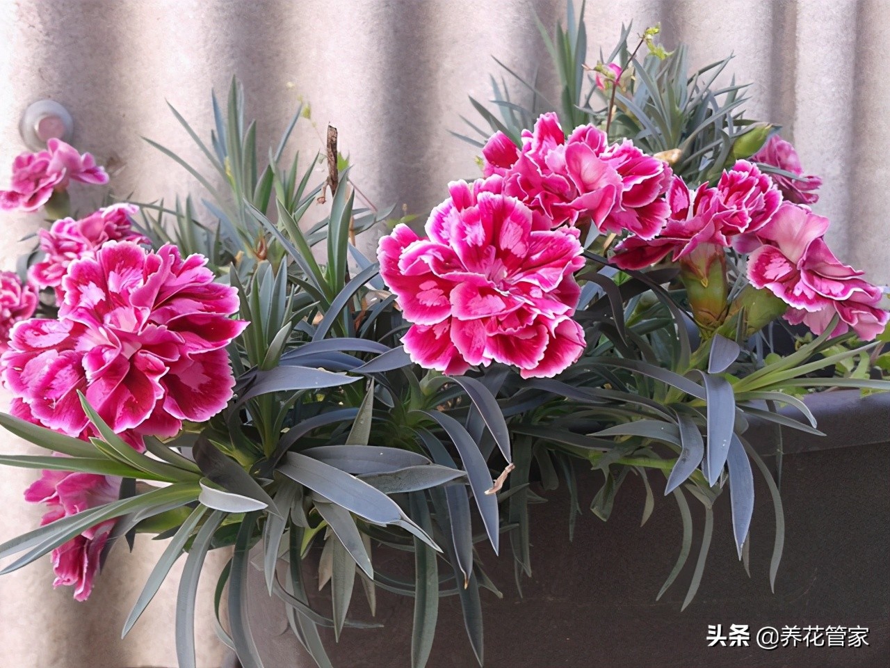 康乃馨下面的叶子发黄怎么办,康乃馨叶子发黄干枯是怎么回事