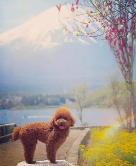 泰迪可以吃橄榄油吗,泰迪能吃鱼肝油吗