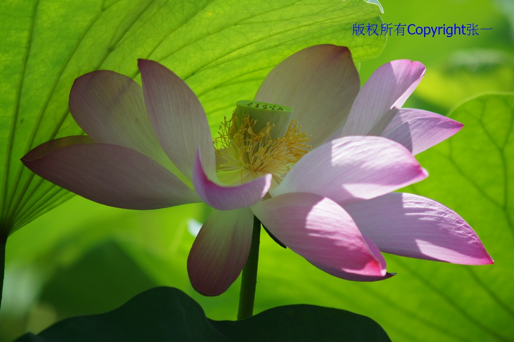 北京紫竹院的荷花：德国Pentacon与日本Minolta镜头实拍对比