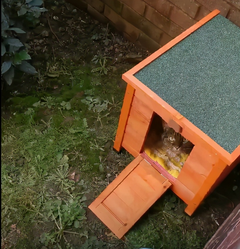 养了十多天的猫损失了几万元,偷偷养只猫最后全军覆没