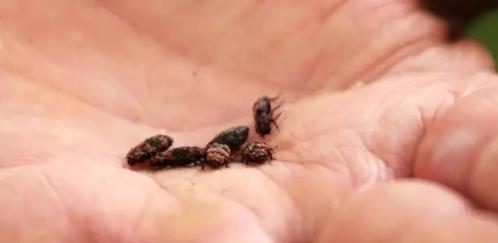 怎样防治天牛病,生物防治天牛方法