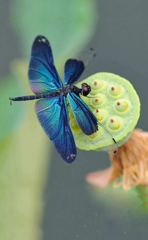 美丽的蜻蜓诗句,描写蜻蜓的诗句古诗大全