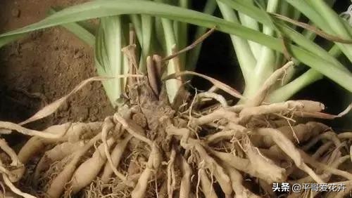 水培吊兰叶尖发黑可以剪掉吗,吊兰叶尖发黄怎么处理视频