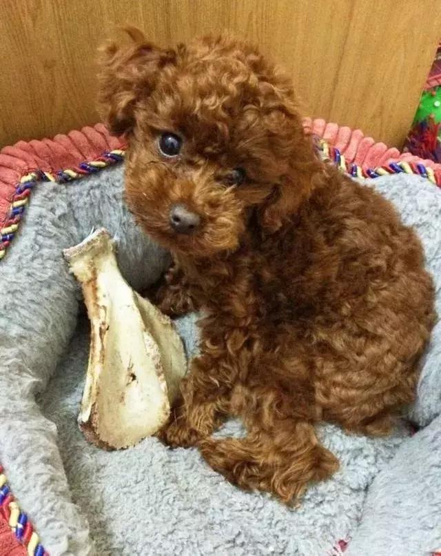 泰迪的饲养方法及注意事项,泰迪饲养的6个小方法