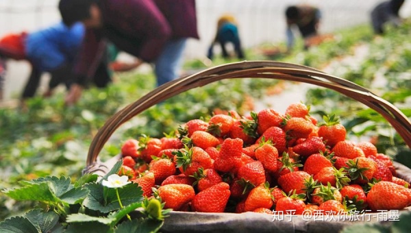 *疆新**瓜果攻略最好的季节配最美味的水果