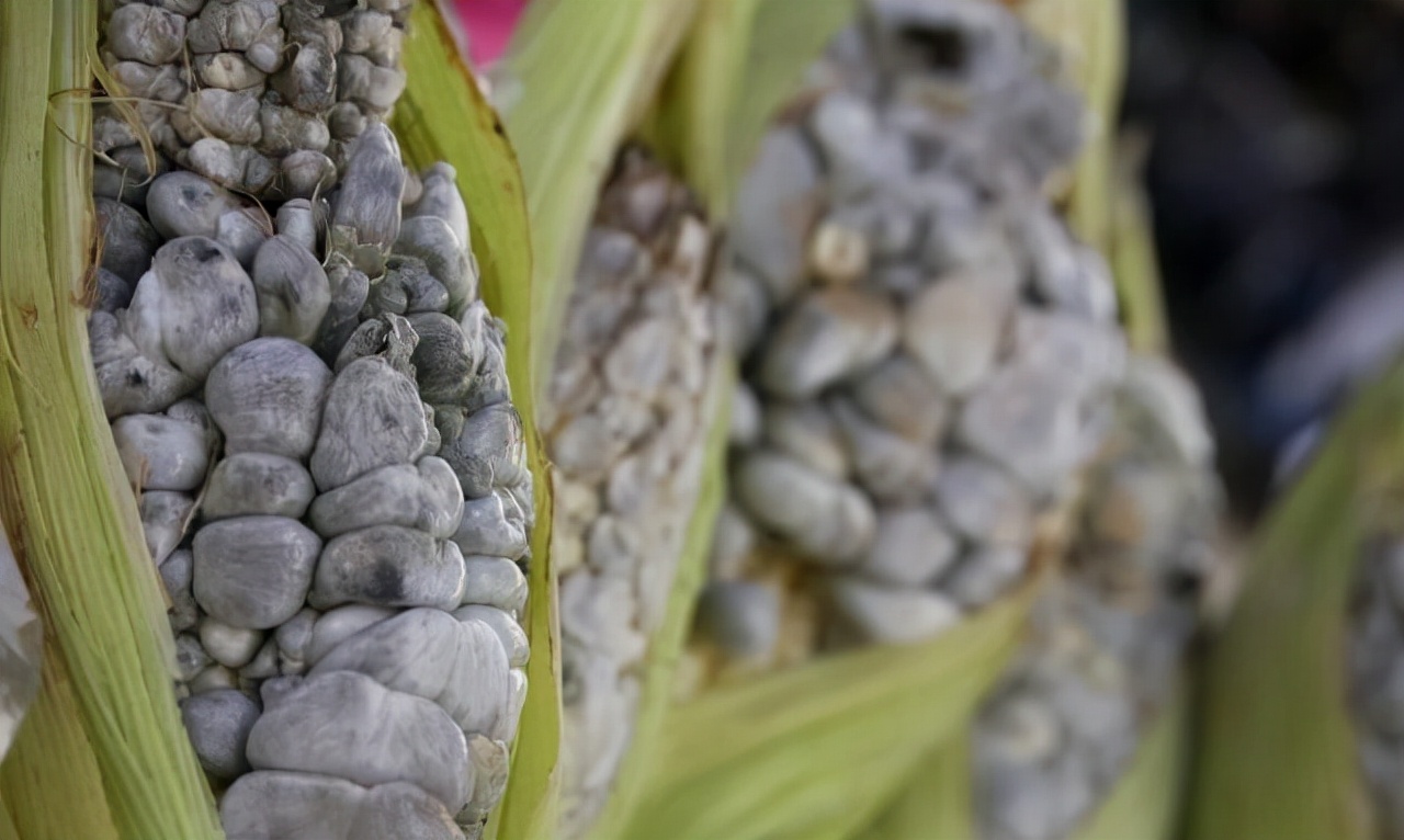 价格堪比黄金的食物,玉米身上的黑松露你知道吗