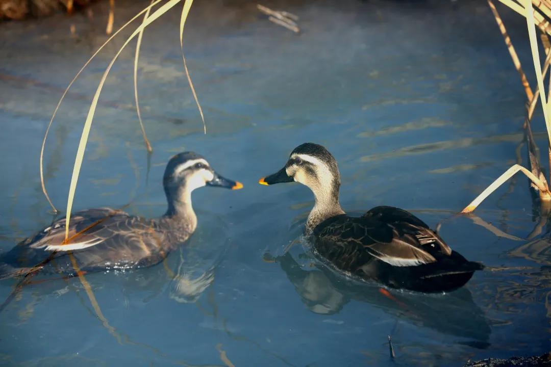 涂上黄色的“润唇膏”，TA就是野鸭中最靓的仔