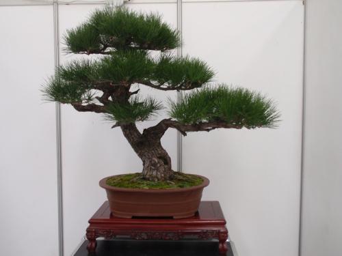 家里养能长大的盆景树,家里养盆景有什么讲究