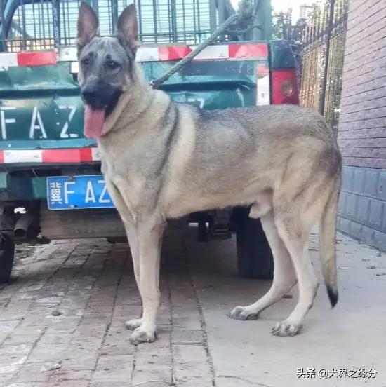 老版狼青犬训练,老版狼青犬视频