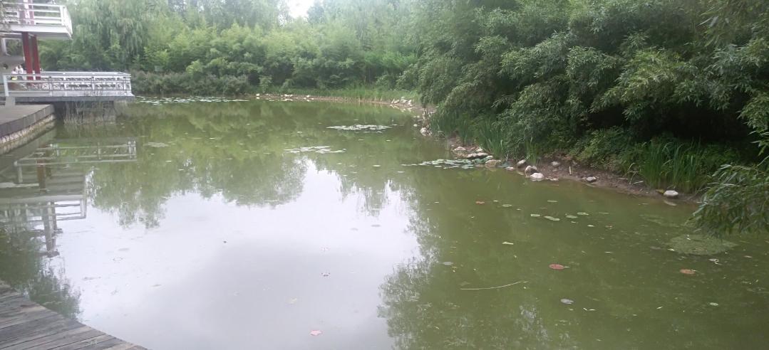 映日荷花别样红湖中美景,莲叶无穷碧映日荷花别样红美景