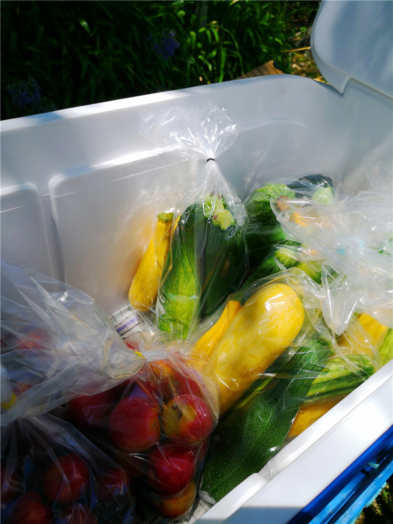 新西兰口罩价格,澳洲卖新西兰口罩