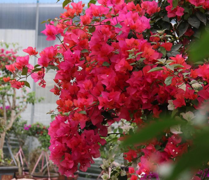 2021年大火的10个三角梅品种,图名并茂欢迎认领,看有无你喜欢的