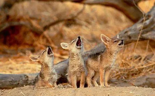 胡狼“大帝”：比平头哥胆子还大的非洲蹭饭王