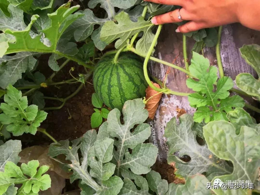 今年哪里的西瓜丰收了,现在的西瓜都成什么样子了