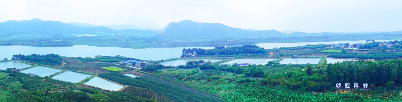 黑莓水果采摘园抖音视频,黑莓花开