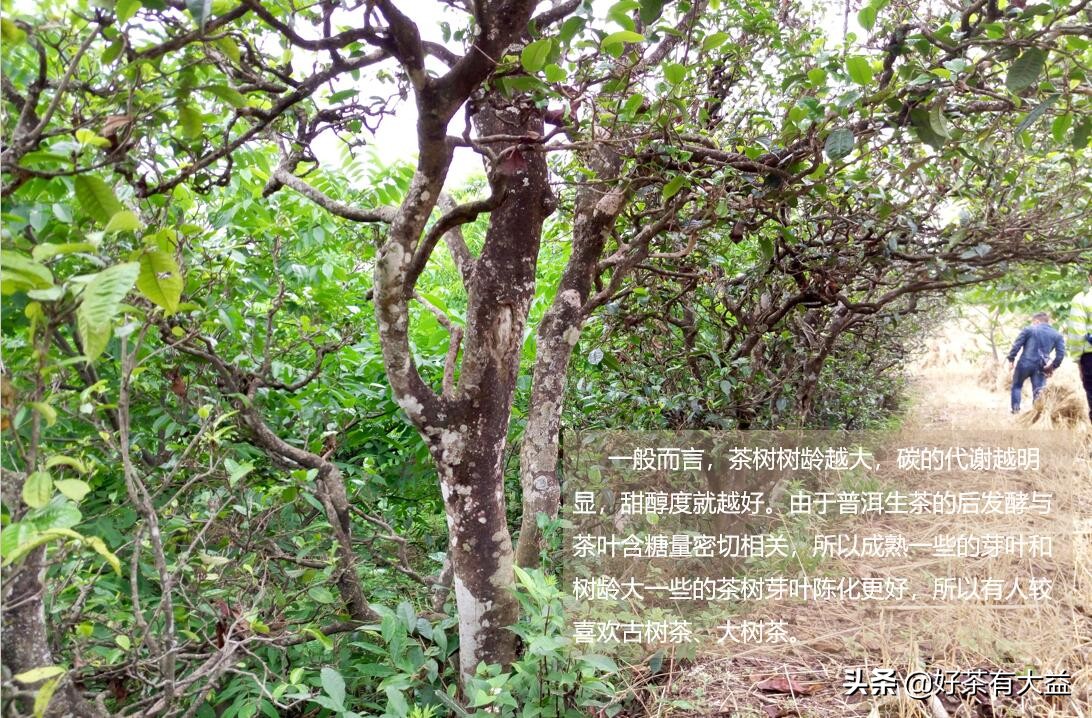 大益七子饼茶越陈越香,大益茶满庭香