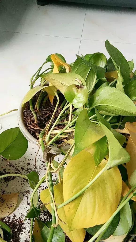 倒垃圾时捡一盆绿萝,被丢弃的一盆绿萝