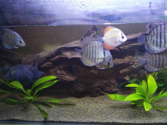 观赏鱼的气泡怎么处理,养观赏鱼水浑浊怎么办