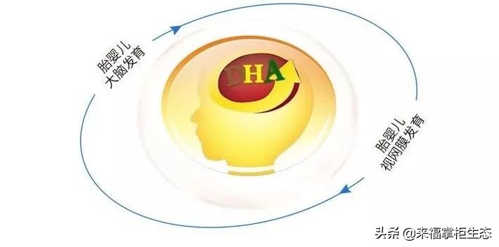 挪威小鱼深海鳕鱼油dha,挪威鱼肝油dha价格