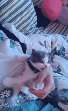 猫咪咬人怎么区分真咬假咬,猫咪如果经常咬你的手怎么办