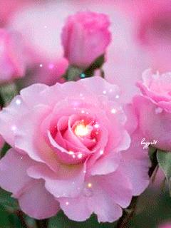 几十张绝美的图,绝美花的倒影100张图片