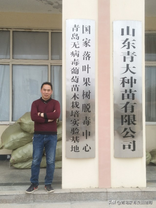 脱毒阳光玫瑰葡萄苗,阳光玫瑰特级苗