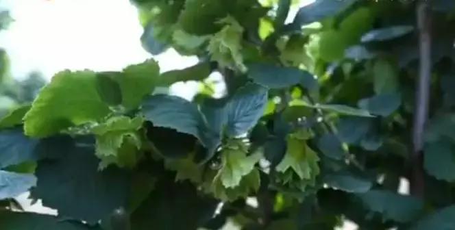 石头缝里长出的榛子树，你见过吗？