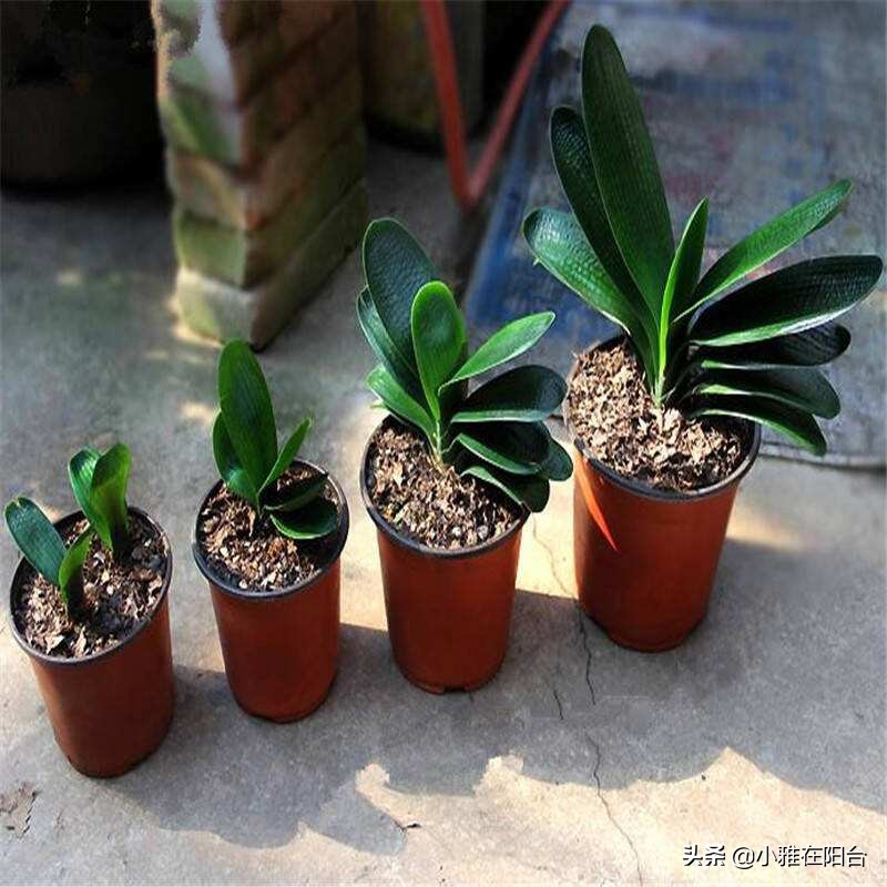 君子兰怎么养出宽大肥厚的叶片,君子兰怎么样养才长得茂盛