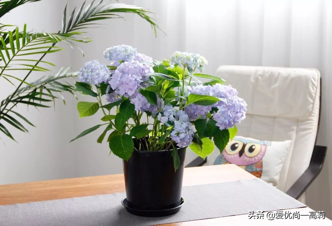 完美搭配,背阴阳台咱们也可以打造一个花园!