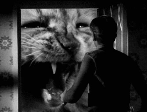 为什么猫咪那么傲娇还有人喜欢,猫咪这么可爱怎么有人舍得伤害