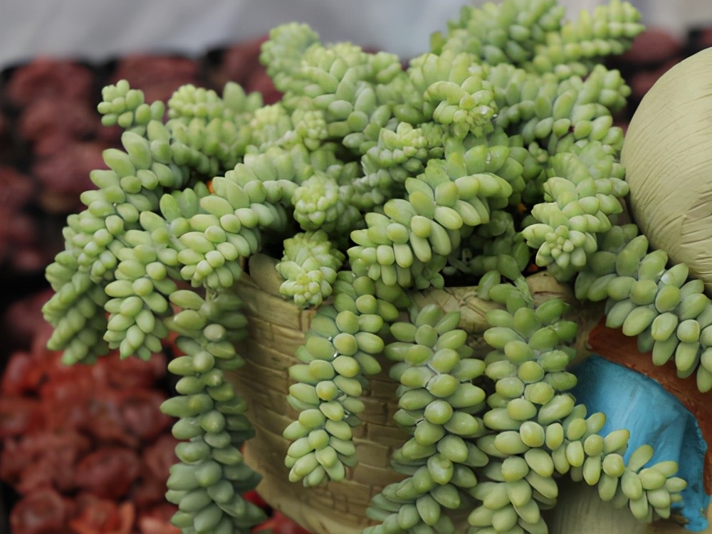 多肉容易养成老桩都有哪些品种,多肉老桩欣赏最新