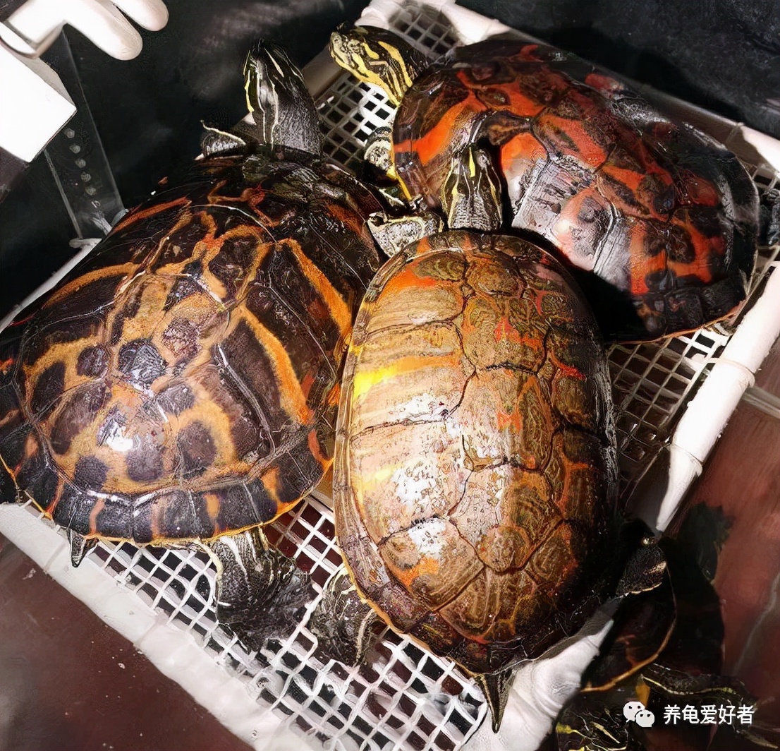 蛋龟冬眠好还是加温好,幼龟适合冬眠还是加温过冬