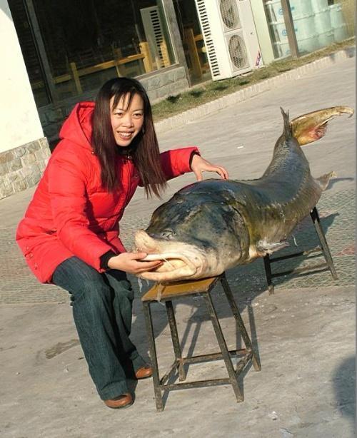 比鲸鱼还大的淡水鱼,现存海洋中最大的鱼排名