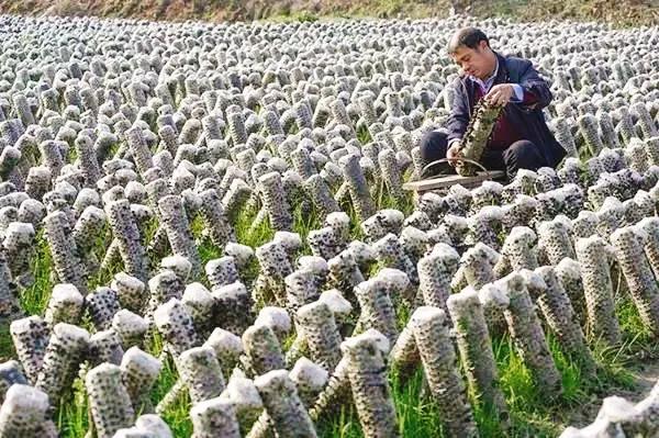 “菌”临天下之丽水市云和黑木耳