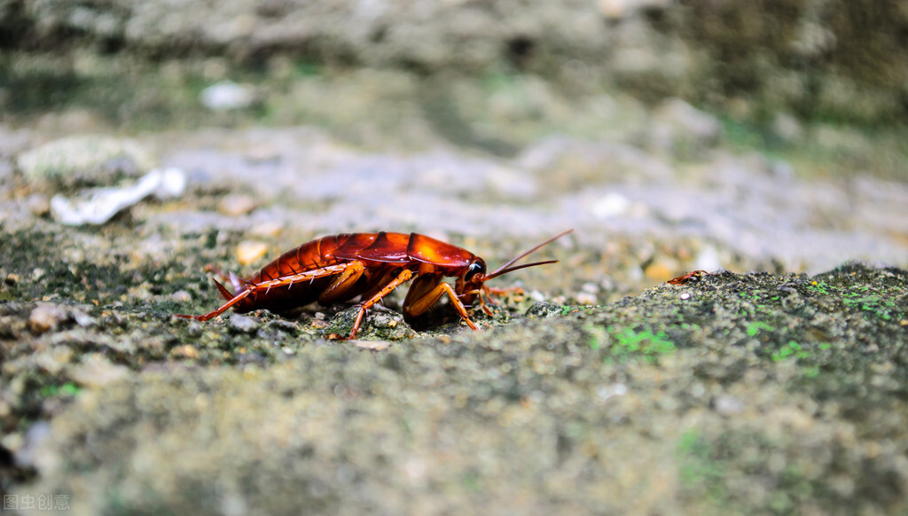 一只蟑螂被砍了头最多能活多久,蟑螂被杀后能活多久