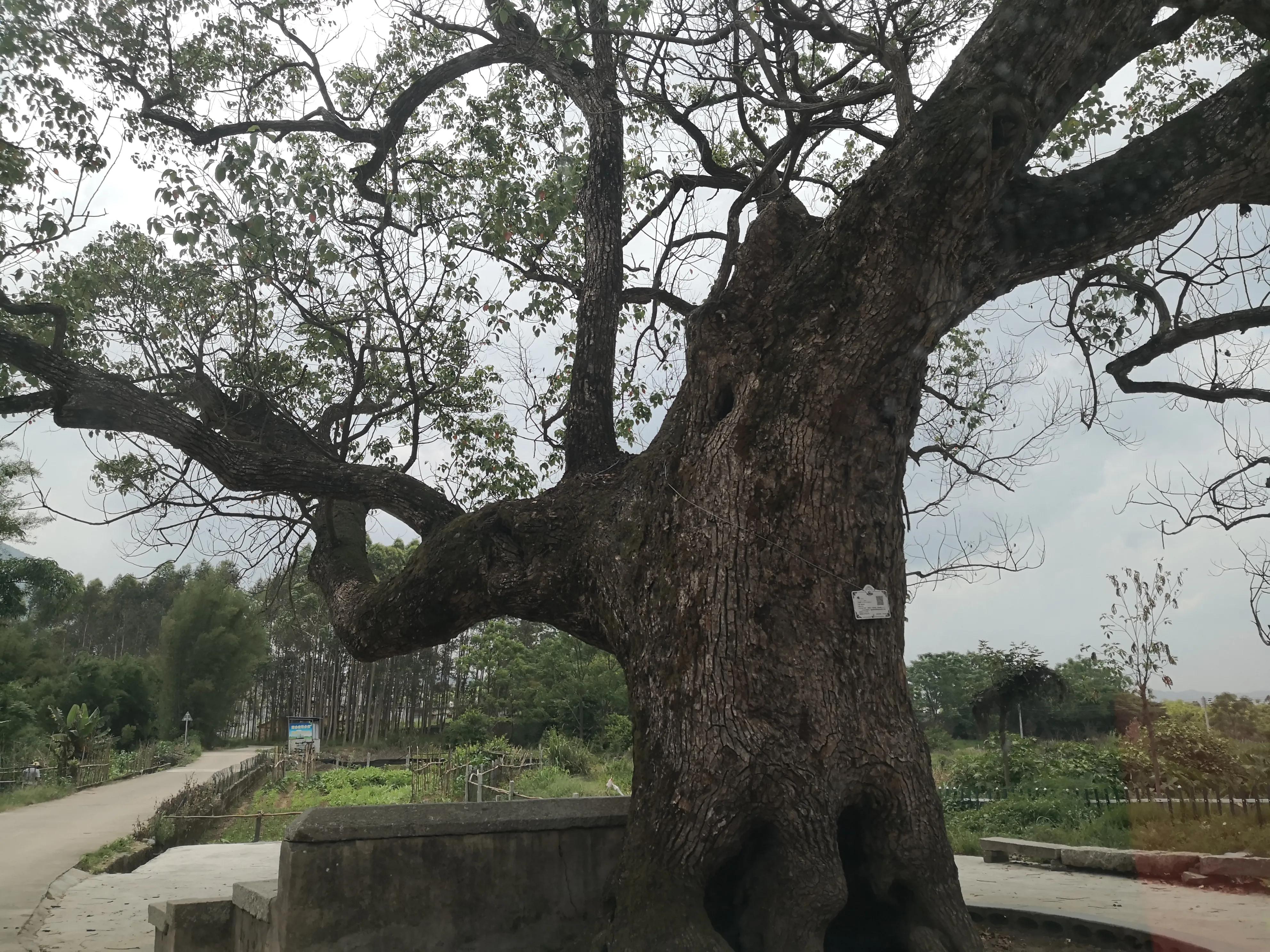 长安二代cs75真实油耗,长安cs75的油耗是多少