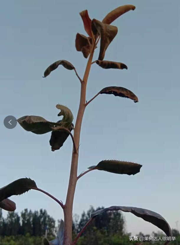 梨树没蚜虫卷叶是什么原因,梨树叶卷了里面都是蚜虫