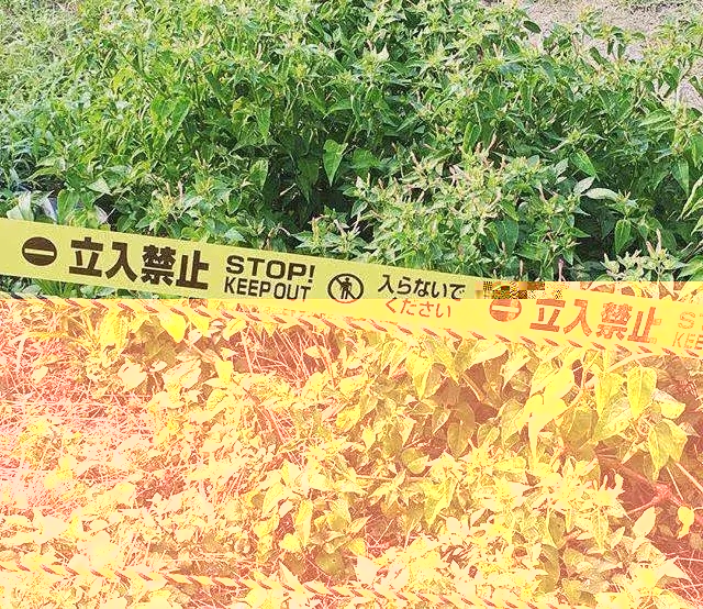 在日本有哪些标志,日本的标志大全