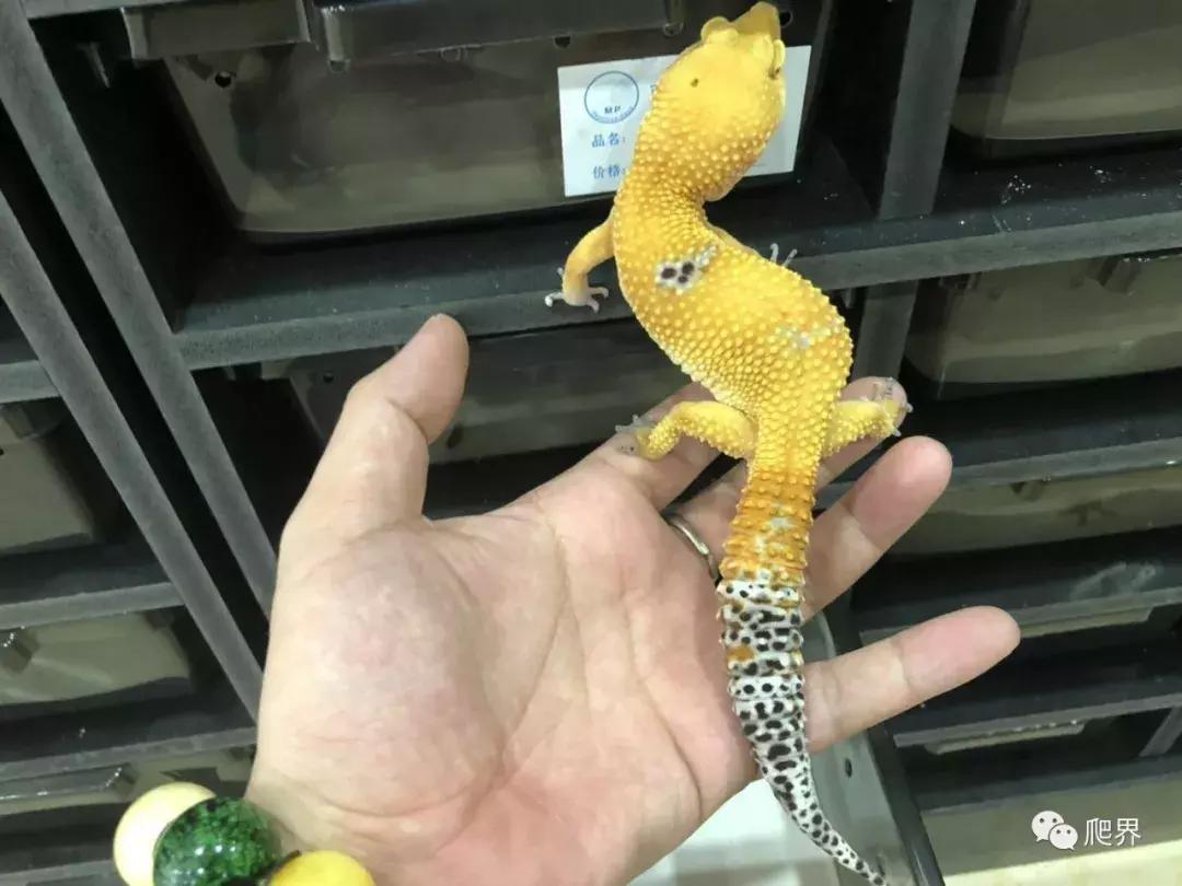 伦敦的爬宠店,隐藏在小区深处的店铺