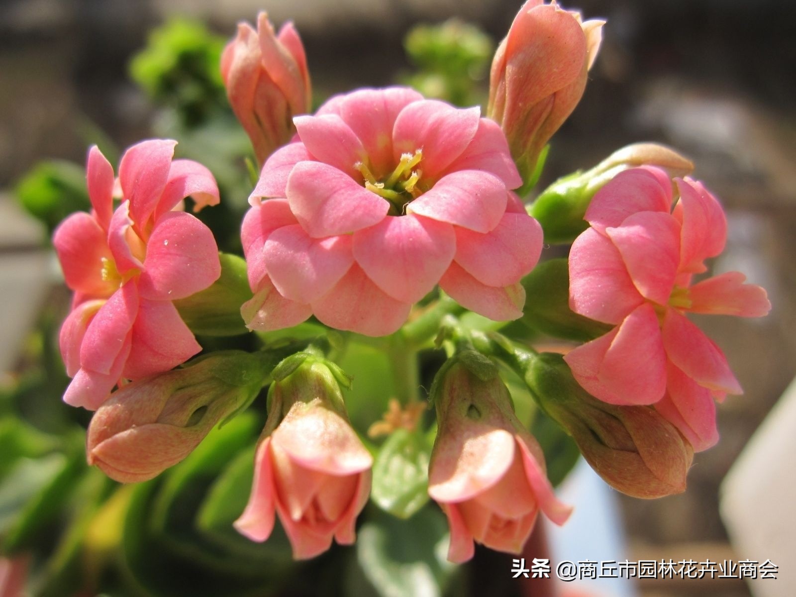 长寿花的病虫害以及防治方法,长寿花常见病虫害有哪些