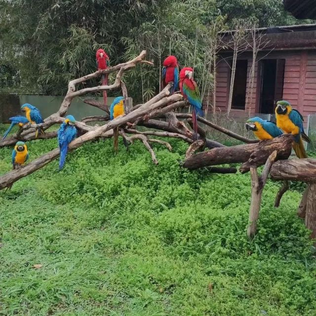 在上海迪士尼怎么玩比较快呢,在上海迪士尼玩一整天