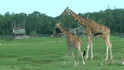 550只羊被雷劈死,500头羊被闪电劈死