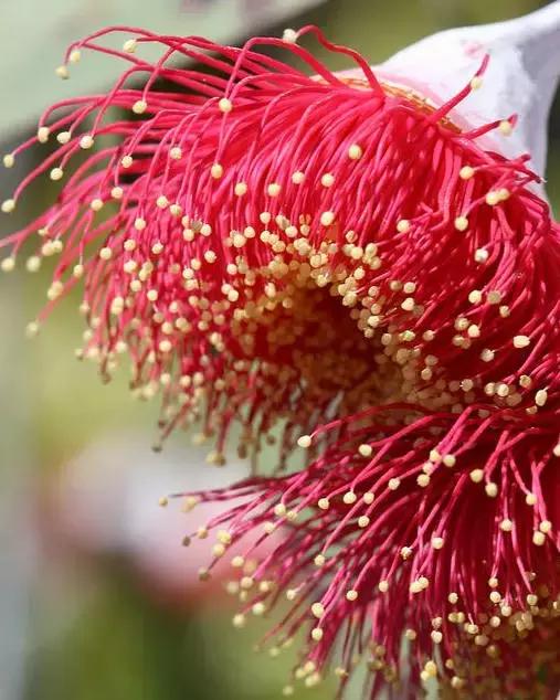 桉树风景图片,西澳桉树花