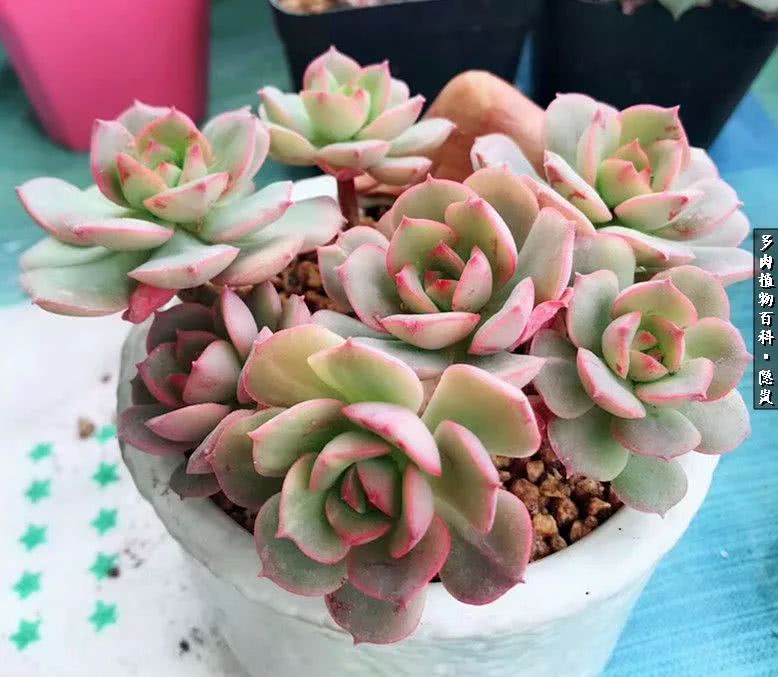 顺风不浪逆风不怂文字图片,顺风不飘逆风不怂绝境不慌