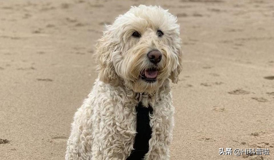 人类不能*亲近**生育,为什么却让狗“回交”,纯种狗真的好吗?