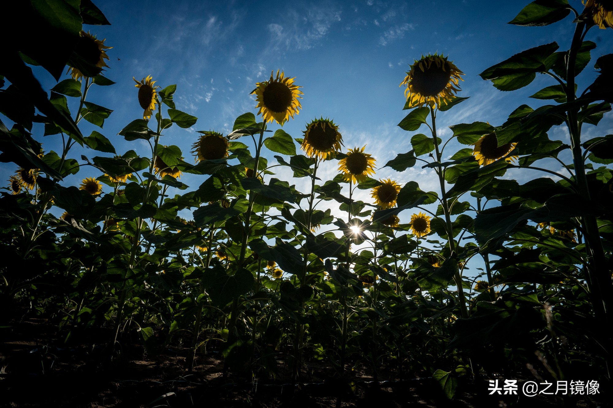 闈栬竟澶ф紶,闈栬竟澶ф紶椋庡厜