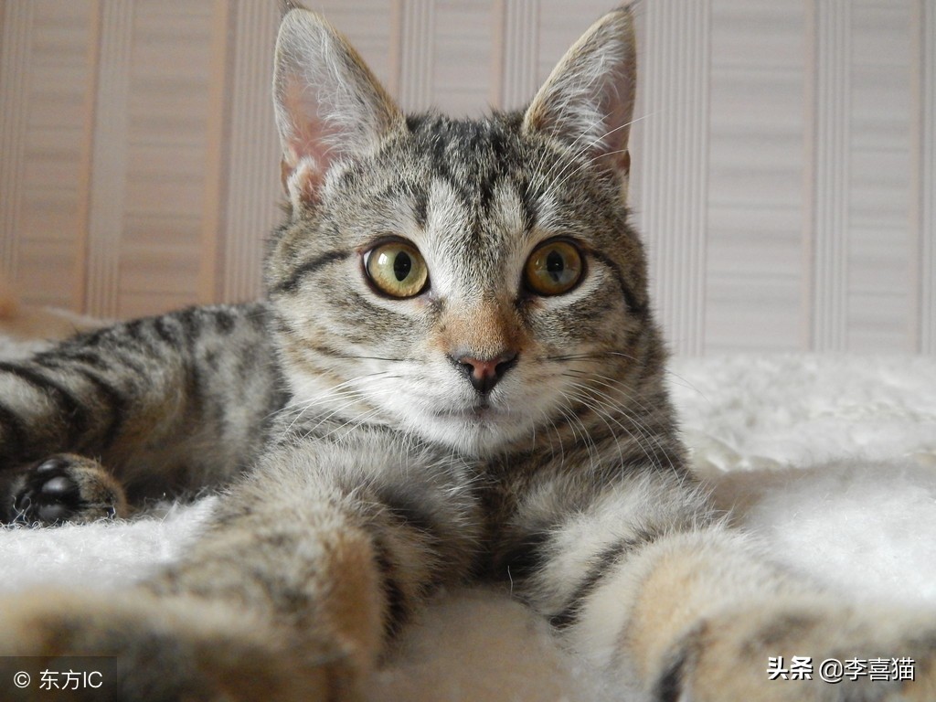 猫癣没那么可怕啦,猫癣真的很可怕吗